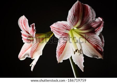 blooming amaryllis on a dark background, horizontal