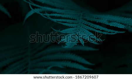 Dark green background, fern leaves, dark tidewater green tones. Abstract vegetable background. Royalty-Free Stock Photo #1867209607