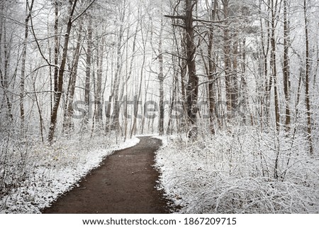 Pathway (rural road) through the evergreen forest after a blizzard. Mighty trees covered by the first snow. Atmospheric landscape. Idyllic rural scene. Winter wonderland. Pure nature, climate, seasons
