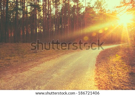 Forest road under sunset sunbeams. Lane running through the autumn deciduous forest at dawn or sunrise. Royalty-Free Stock Photo #186721406