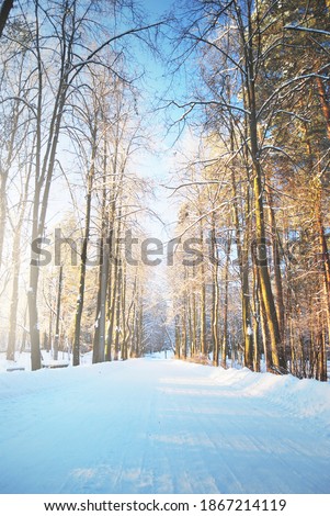 An empty snow-covered alley through the tall frosty trees on a clear day. Bright blue sky, warm sunlight. Idyllic rural scene. Seasons, nature, ecotourism, recreation, skiing