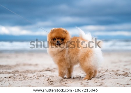 Small pomeranian spitz smiling and running on the beach by the sea. Cute puppy having fun.