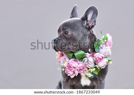 Beautiful blue coated French Bulldog dog with long healthy nose wearing pink flower collar on gray background with copy space