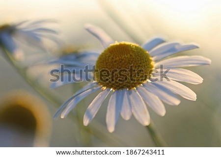 The chamomile is an ancient medicinal plant