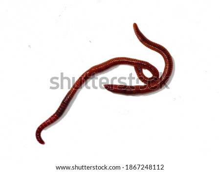 Two Earthworms, isolated on a white background