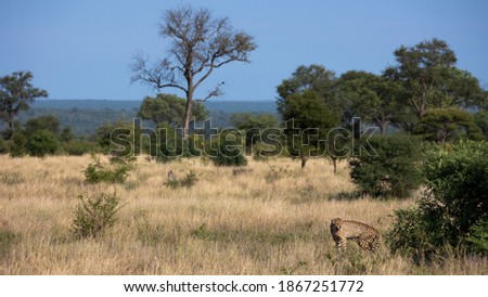 cheetah seeking shade in Kruger