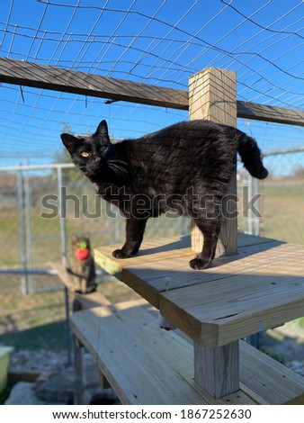 Beautiful small black cat perched on wooden cat tree in cat enclosure on a beautiful autumn day at boarding facility