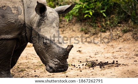white rhino half covered in mud
