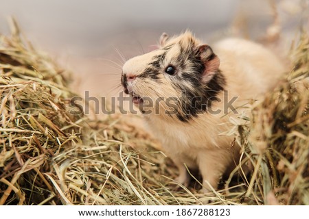 Guinea pig Cavia porcellus is a popular pet. The rodent sits among the hay and eats grass. Guinea pig studio portrait, animal care concept. Royalty-Free Stock Photo #1867288123