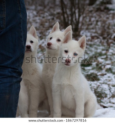little all white siberian husky puppies in the snow on a cold winters day
