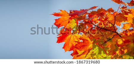 Autumn photography. Majestic tree with sunbeams in the valley. Dramatic colorful autumn scene. Europe. Amazing rural landscape in the valley. fantastic morning sun. Landscape photography.