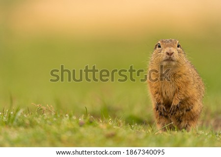 groundhog in the meadow looking for food