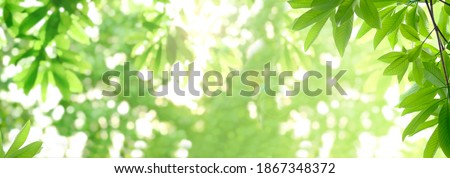 Panorama view of green leaf on blurred greenery background in garden with copy space, natural bokeh with daylight, concept, relaxing color and fresh atmosphere, photo for ecology background or banner
