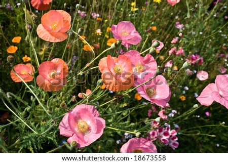 Summer flowers in a garden