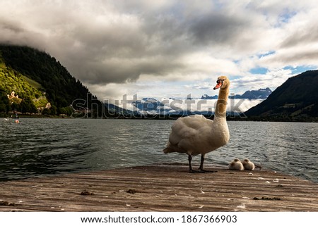 Swan in Lake Zell Am See in Austria