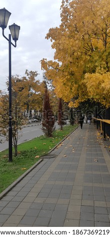 Winter in Sochi looks like autumn