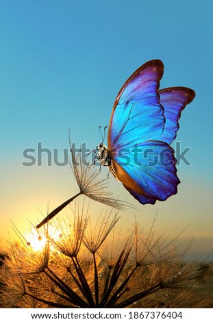 Natural pastel background. Morpho butterfly and dandelion. Seeds of a dandelion flower in drops of water on a background of sunrise.                            
