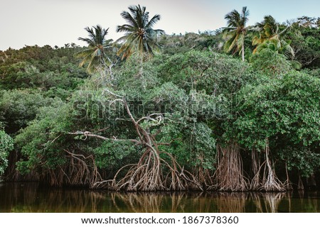 Mangroves in the river with palm trees on the Rincon beach, Samana, Dominican Republic  Royalty-Free Stock Photo #1867378360