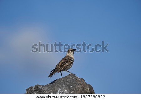 Galápagos mockingbird, Mimus parvulus, one of four mockingbird species endemic to the Galápagos Islands, sitting on the lava rocks of the islands
