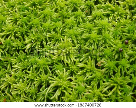 Green moss beautiful texture with good outdoor light