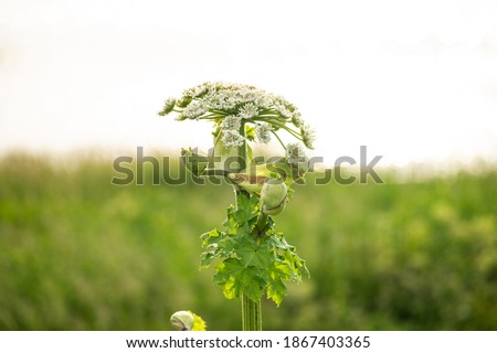 Toxic Heracleum plant growing on field.