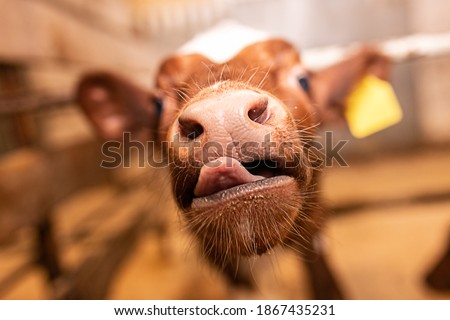 muzzle of a small bull calf close up selective focus on the nose and tongue, farm Royalty-Free Stock Photo #1867435231