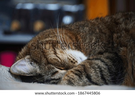 The cat, a pet, sleeps, covering his nose with his paw. This is a sure sign of a cold snap.