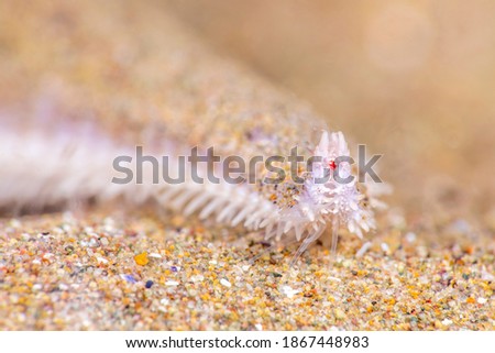 A common California sand star moves across a sandy bottom using its rudimentary red eyes located under the tips of their rays to navigate. 

