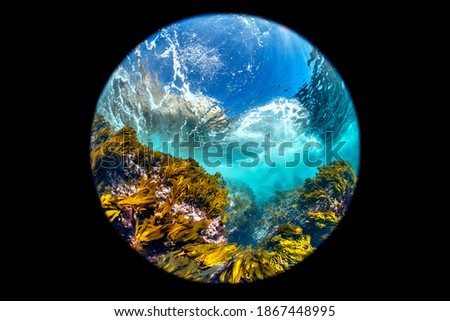 A wide circular fisheye perspective of a classic California kelp forest showing the canopy, blue water and reef structure.

 Royalty-Free Stock Photo #1867448995