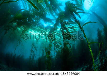 

A wide perspective of a classic California kelp forest showing the canopy, blue water and reef structure.

 Royalty-Free Stock Photo #1867449004