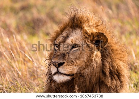 Male Lion with mane portraits looking ahead at Maasai Mara Nationa Park Reserve 