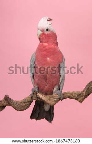 Pretty pink galah cockatoo, seen from the side sitting on a branch on a pink background with its crest up