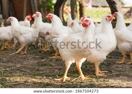 group of white free range chicken,broilers Royalty-Free Stock Photo #1867504273