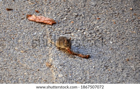 A small mouse eats worm on the asphalt ground