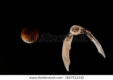 Bat in the lunar eclipse Royalty-Free Stock Photo #1867512142