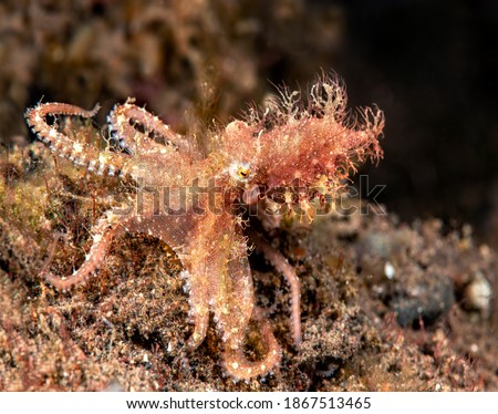 A rare capture of a small hairy octopus shot on a reef in Bali Indonesia.  This is an elusive cephalopod and is very seldom photographed in the open. 