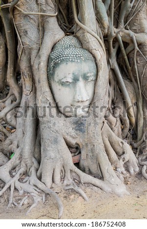 Buddha Head in tree at Ayutthaya wild, Thailand