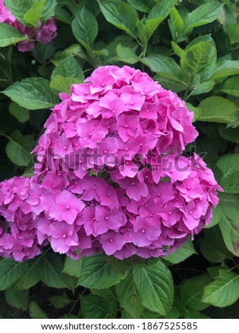 Large pink flower that adorns the gardens Royalty-Free Stock Photo #1867525585