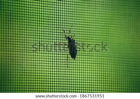 Brown Marmorated Stink Bug on Window Screen with Green Background