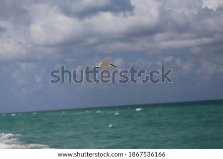 Seagulls on the sandy beach of the Miami, USA