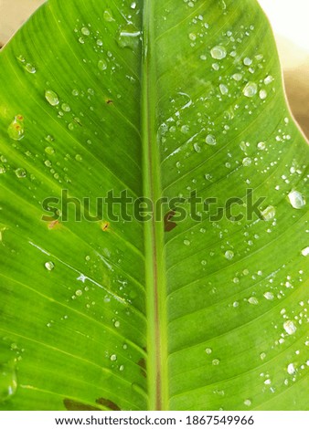 water on the leaves in the morning