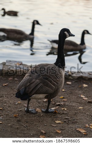 A family of geese in front of a pond in Prospect Park during the Autumn