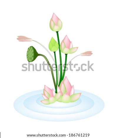 Beautiful Flower, An Illustration Bunch of Pink Lotus Flower or Water Lily and Lotus Seed Pods on Blue Water. 