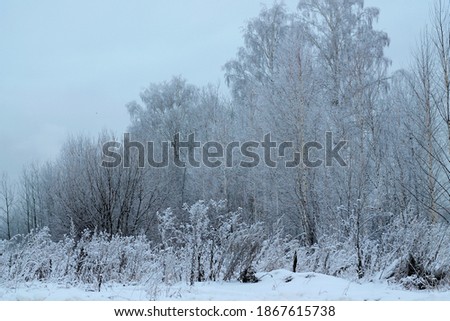 Grass and trees covered with white snow, on a light blue background, in the morning, in winter.