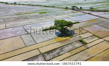 drone view of a large tree growing in the middle of a large rice field