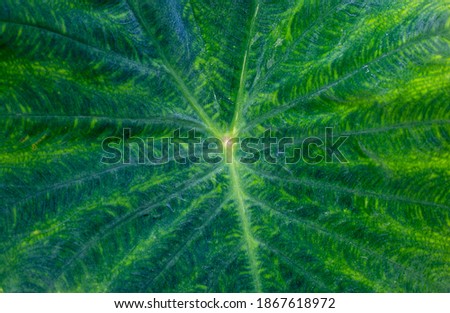 A picture of a bon leaf with a marble pattern.