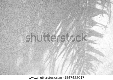 Coconut Leaves Shadow on Stucco Wall Texture Background.