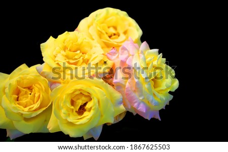 Art photo rose petals isolated on the natural blurred background with clipping path. Closeup. For design, texture, background. Nature.