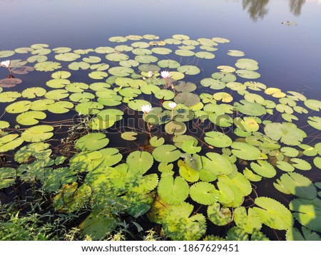 Lotus flowers in the lake surrounded by leaves