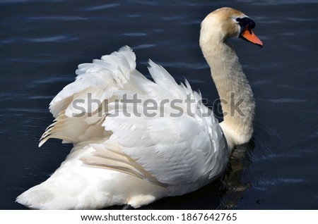Beautiful white Swan New Zealand 